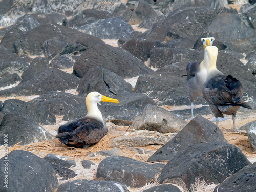 View of Waved Albatross (Phoebastria Irrorata) birds on Espanola Island in the Galapagos archipelago, Ecuador, South America photo