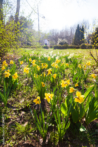Fototapeta Naklejka Na Ścianę i Meble -  Beautiful daffodils in a spring park.