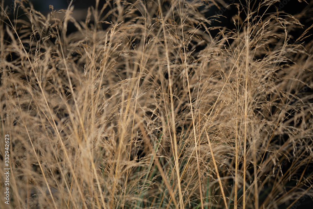 Fototapeta premium spikelets on the black background