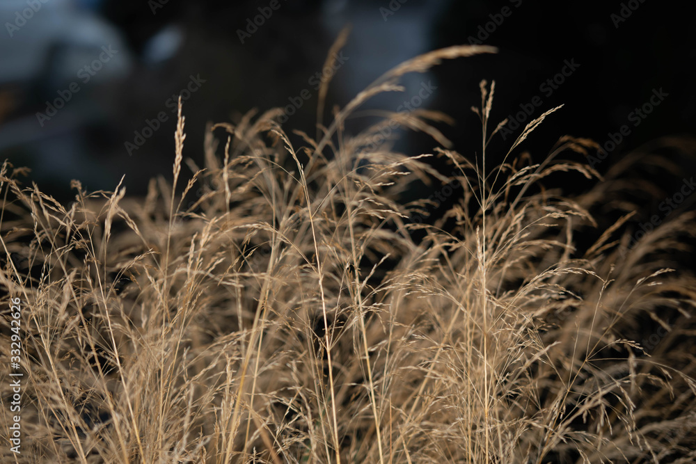 Fototapeta premium spikelets on the black background