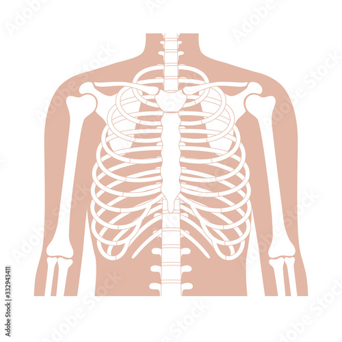 Human rib cage anatomy