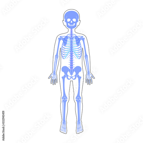 Child boy skeleton anatomy vector