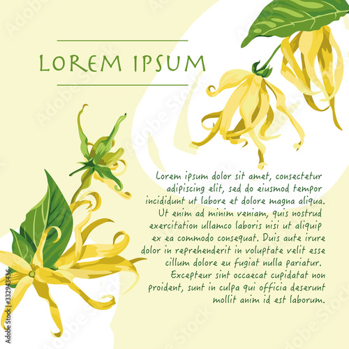 Vector yellow background with brush strokes and ylang ylang flowers on the corners. Wild tropical flowers with text