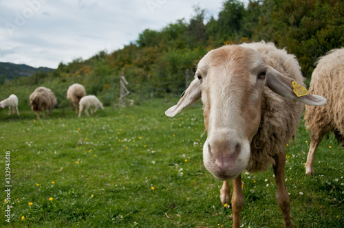 Fototapeta Naklejka Na Ścianę i Meble -  Livestock, Pyrenees, Spain