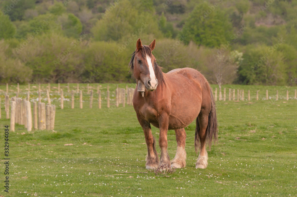 Navarre horses, Pyrenees Navarre, Spain Navarre horses, Pyrenees Navarre, Spain