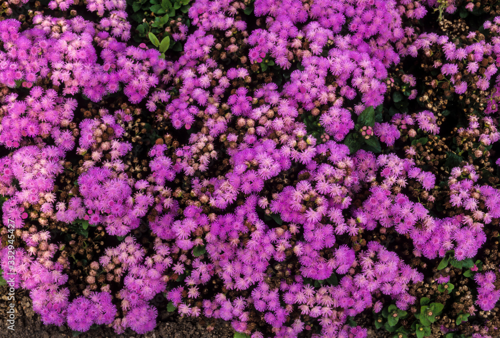 Agérate, Ageratum houstonianum, variete Blazer Agérate, Ageratum houstonianum, variete Blazer