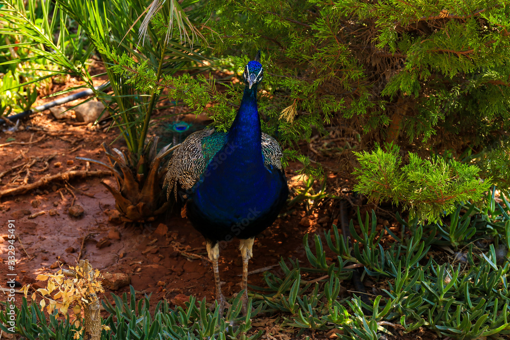Obraz premium ein leuchtend blauer Pfau steht zwischen verschiedenen Pflanzen