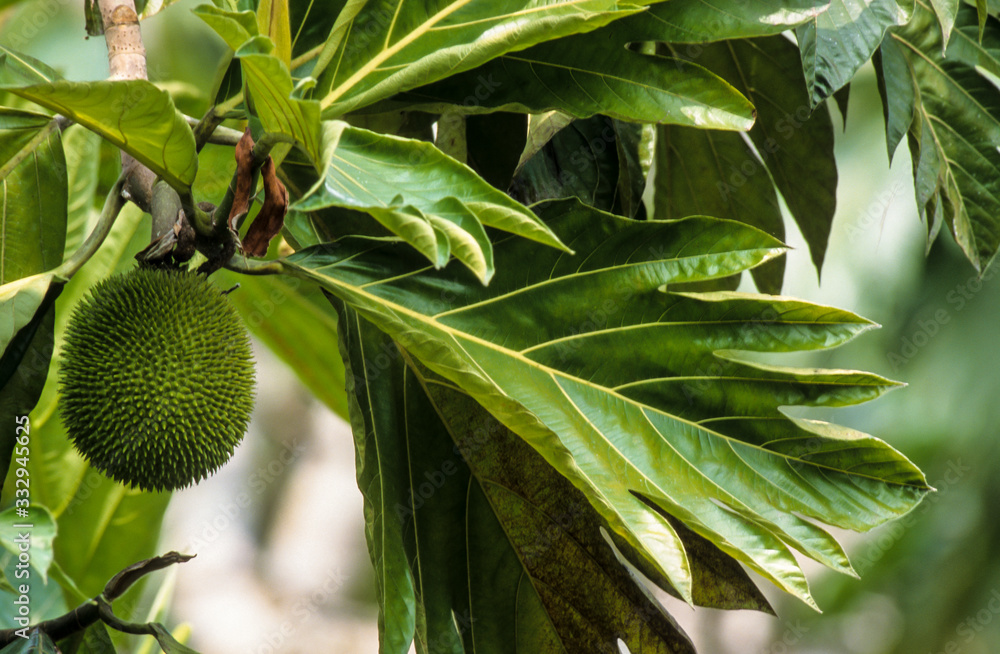 Arbre à pain, Artocarpus altilis Stock Photo | Adobe Stock