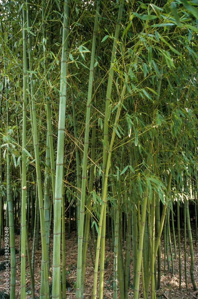 Bambou doré, Phyllostachys aurea Bambou doré, Phyllostachys aurea