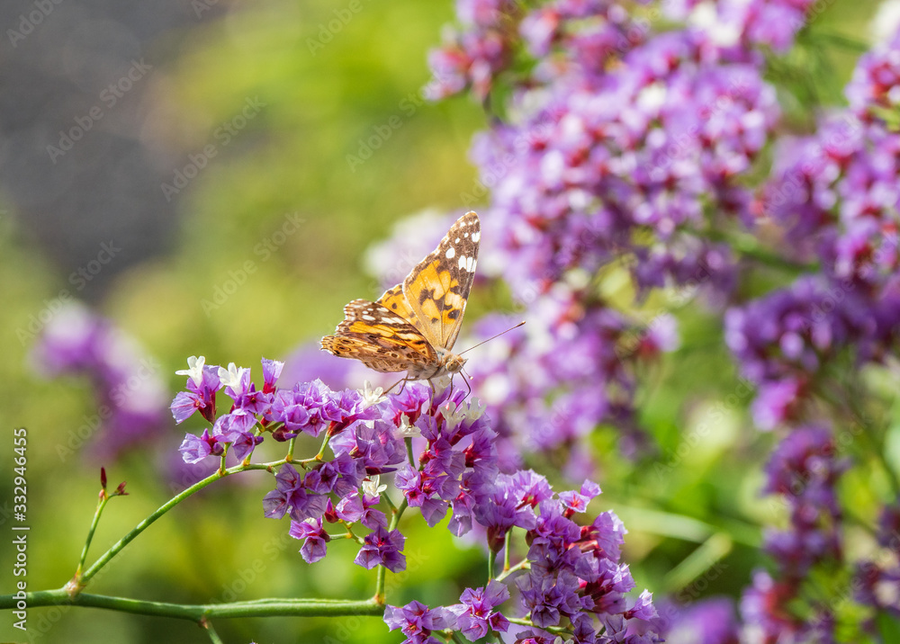 The butterfly on a flower in sunlight The butterfly on a flower in sunlight