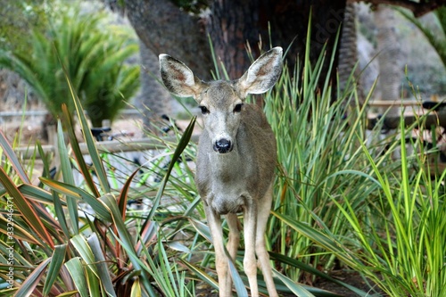 Obraz na płótnie Cute deer - Catalina Island, California