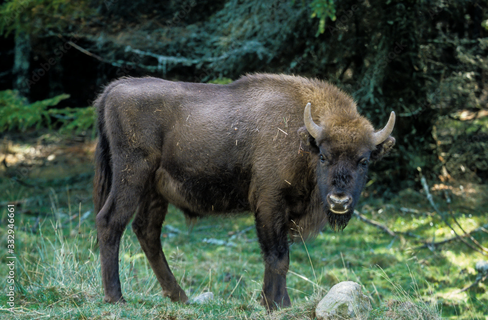 Bison d'Europe, Bison bonasus Bison d'Europe, Bison bonasus