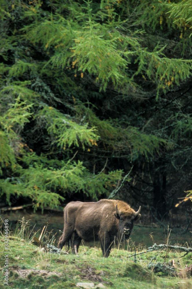 Bison d'Europe, Bison bonasus Bison d'Europe, Bison bonasus