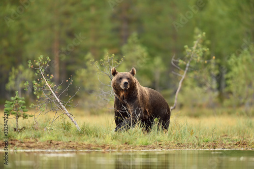 Brown bear in a wild taiga forest at summer photo