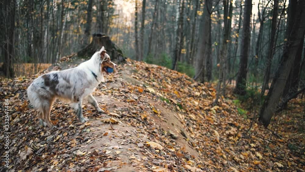 Australian Shepard Dog Performing Commands And Training In Autumn Forest