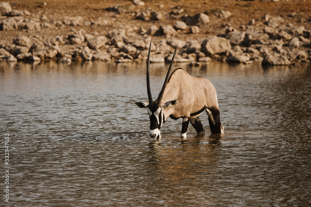 Africa national park with oryx drinking from waterhole Africa national park with oryx drinking from waterhole