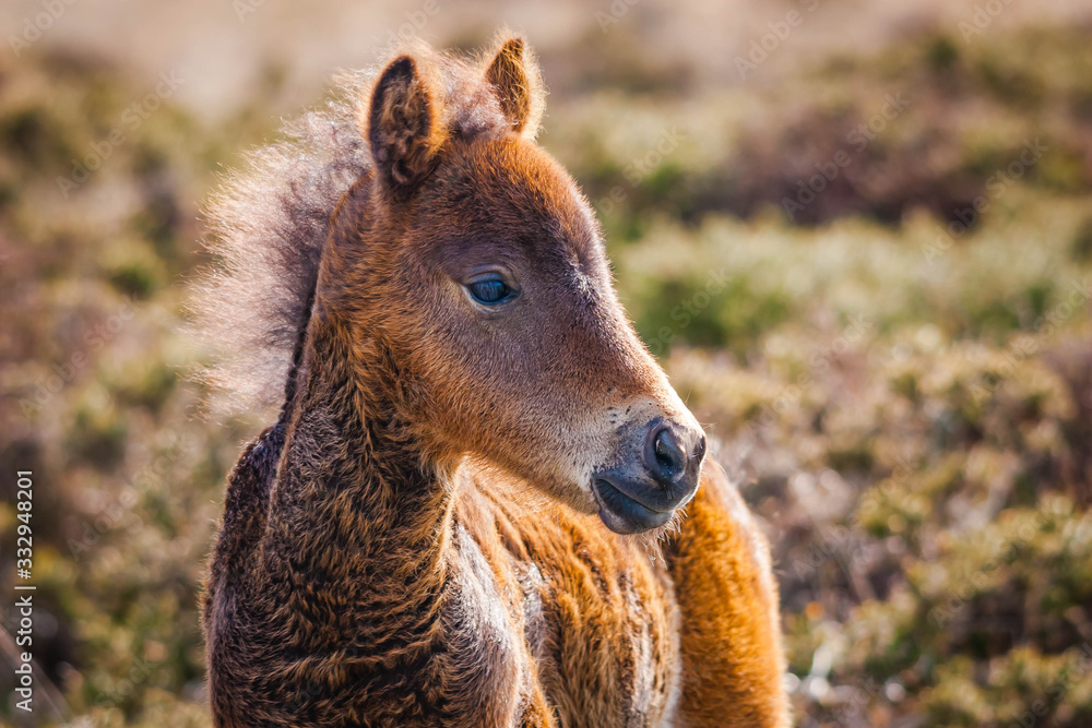 Dartmoor pony foal in the wild, Devon Dartmoor pony foal in the wild, Devon