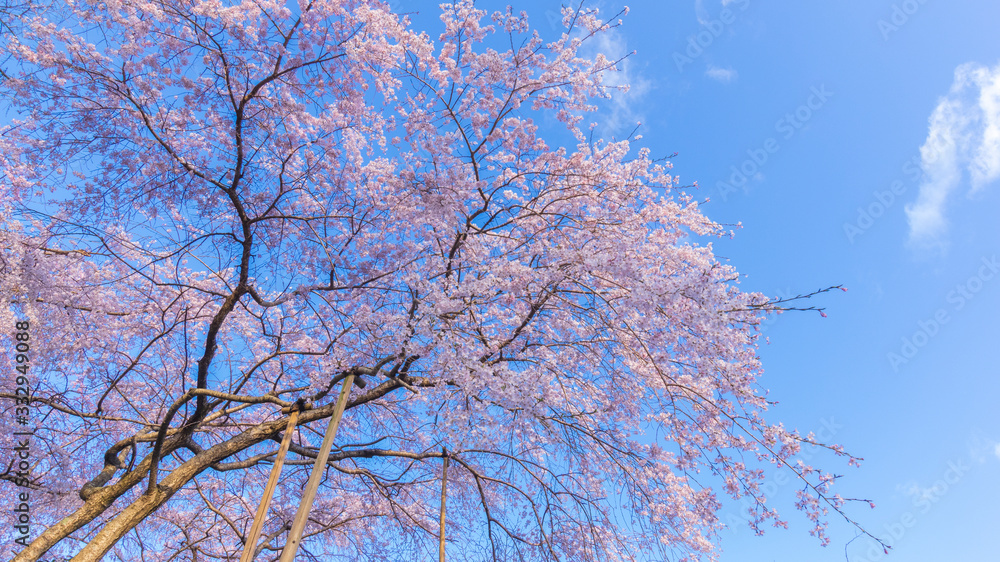 枝垂桜と青空