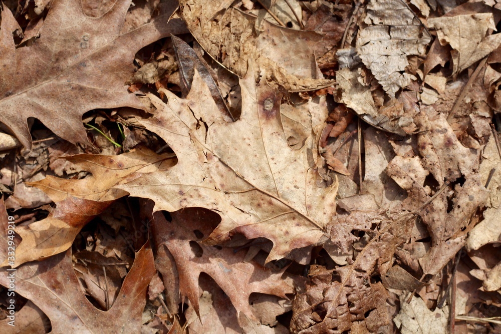 A close view of the autumn leaves on the ground.