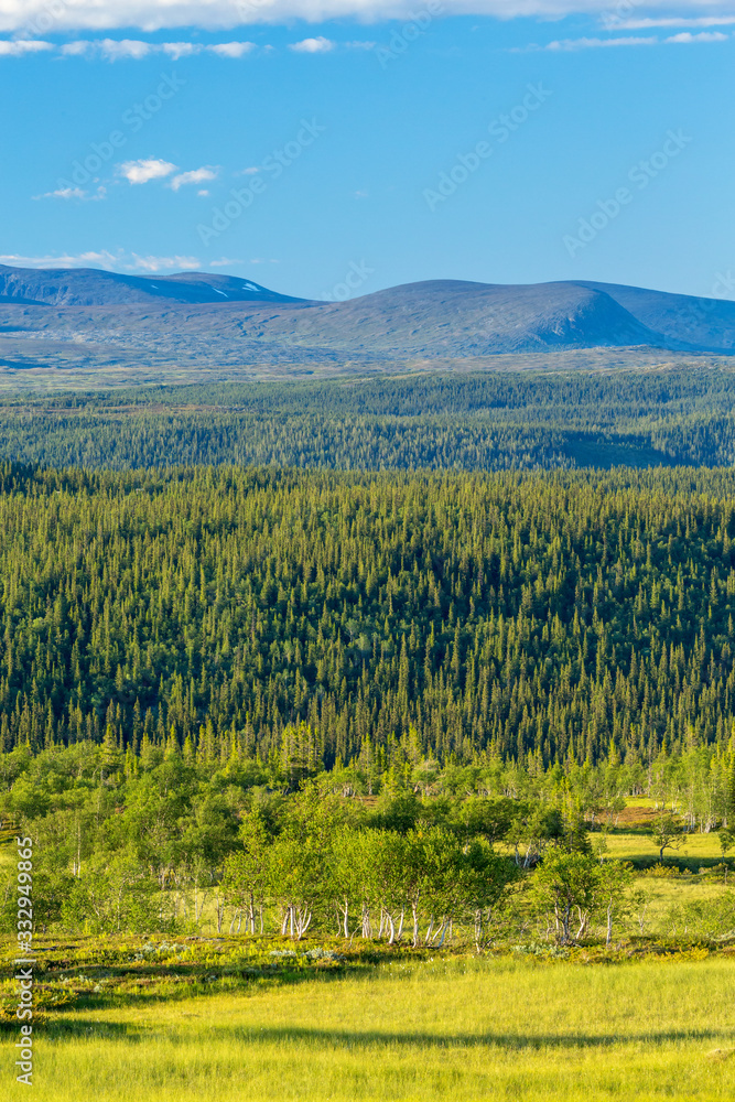 Nordic taiga woodland landscape view Nordic taiga woodland landscape view
