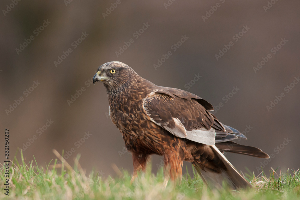 Male Western marsh harrier (Circus aeruginosus) Male Western marsh harrier (Circus aeruginosus)