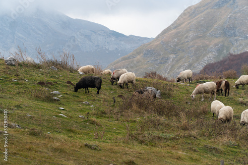 Shaggy sheep graze on a green hillside