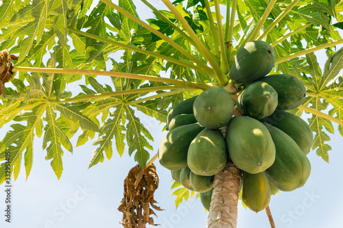Tall palm tree with green fruits on a background of blue sky