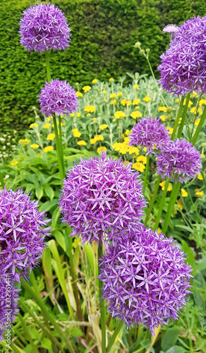 Wild garlic flowers