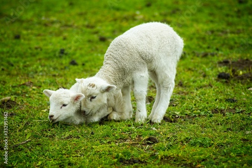 Ein Lamm tröstet seine Schwester zu Ostern