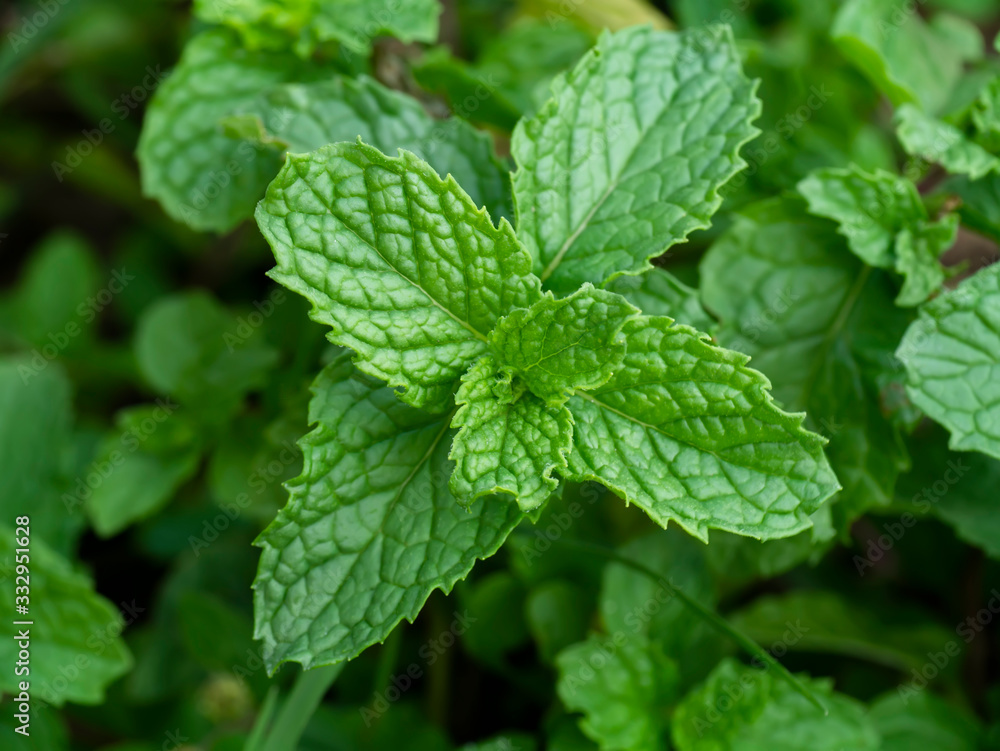 Fresh herb - Kitchen Mint leaf. Fresh herb - Kitchen Mint leaf.