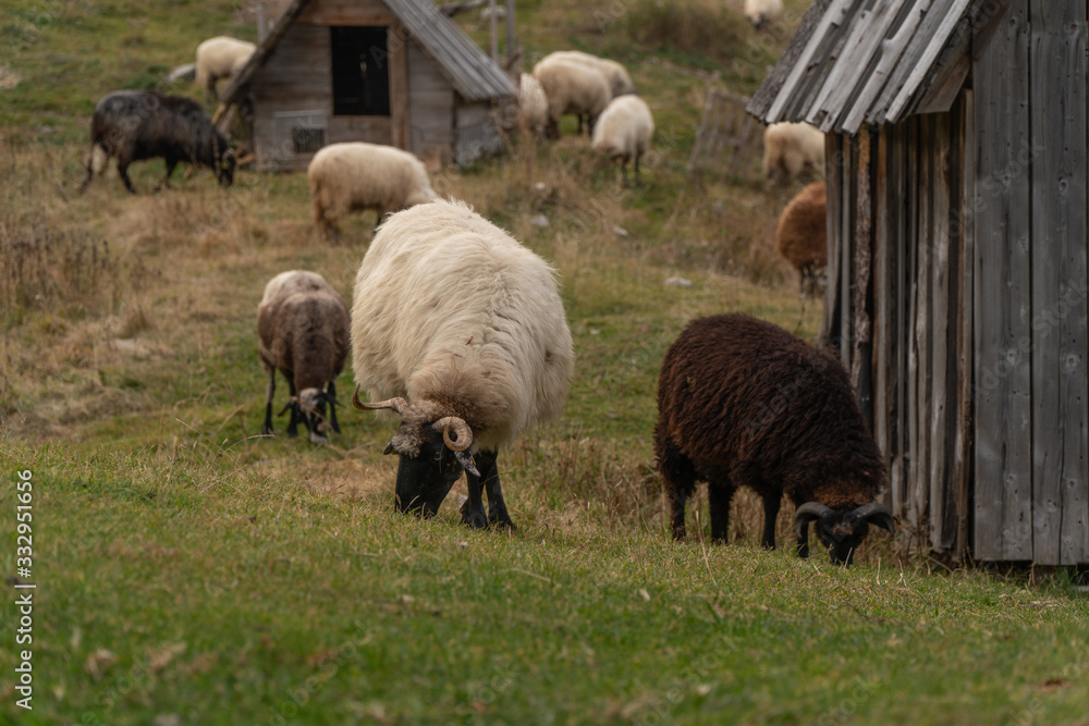 Shaggy sheep graze on a green hillside Shaggy sheep graze on a green hillside