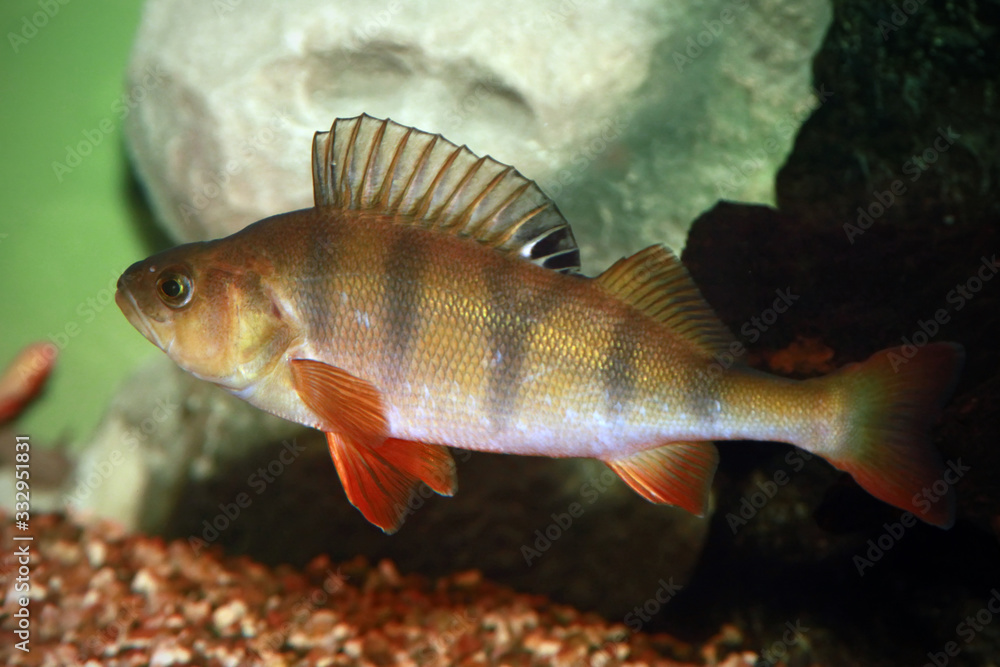 Naklejka premium European perch - Perca fluviatilis.