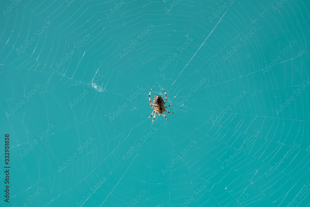 Obraz premium spider web