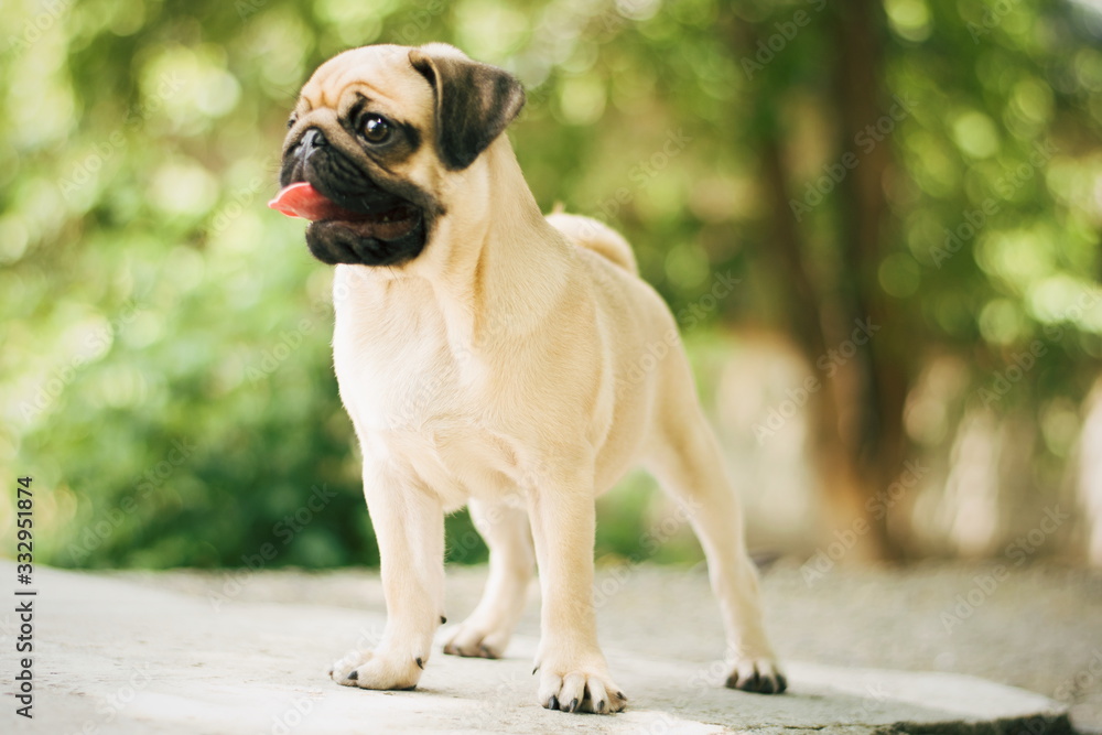 Obraz premium Portrait of newborn puppy pug. Cute little dog. Young pug outdoors. /pug in the park.