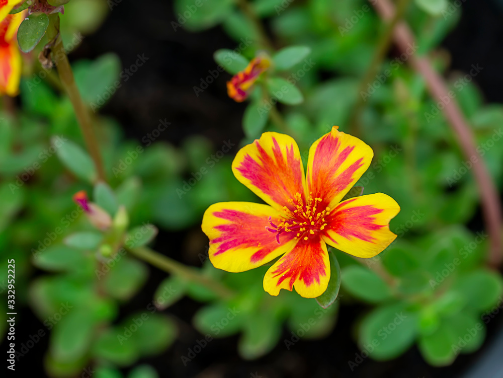 Fototapeta premium Red and yellow Portulaca flower.