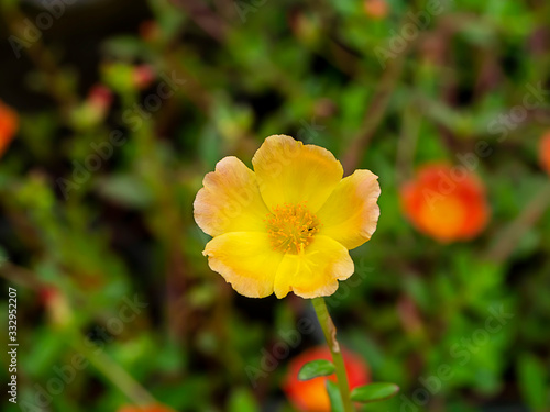 Red and yellow Portulaca flower.