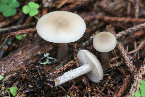 Clitocybe fragrans, known as Fragrant Funnel, wild mushroom from Finland photo