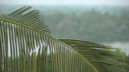 Life jungle, palm trees, natural phenomenon, tropics, tropical rain, animal life photo