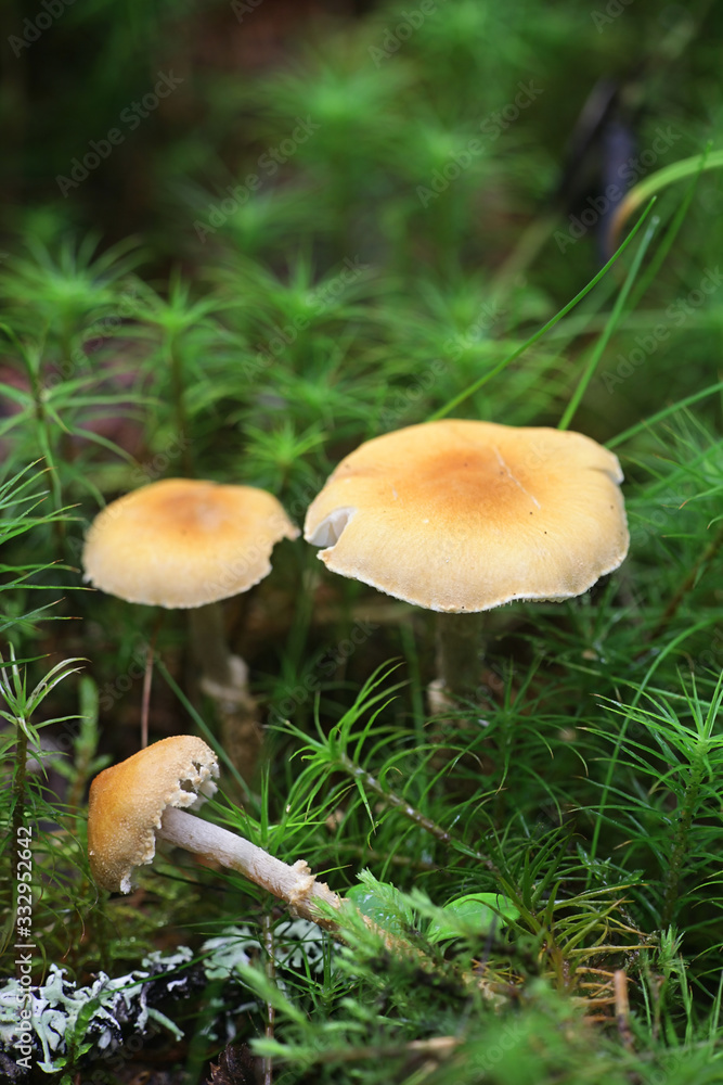 Fototapeta premium Cystoderma amianthinum, commonly called the saffron parasol, the saffron powder-cap, or the earthy powder-cap