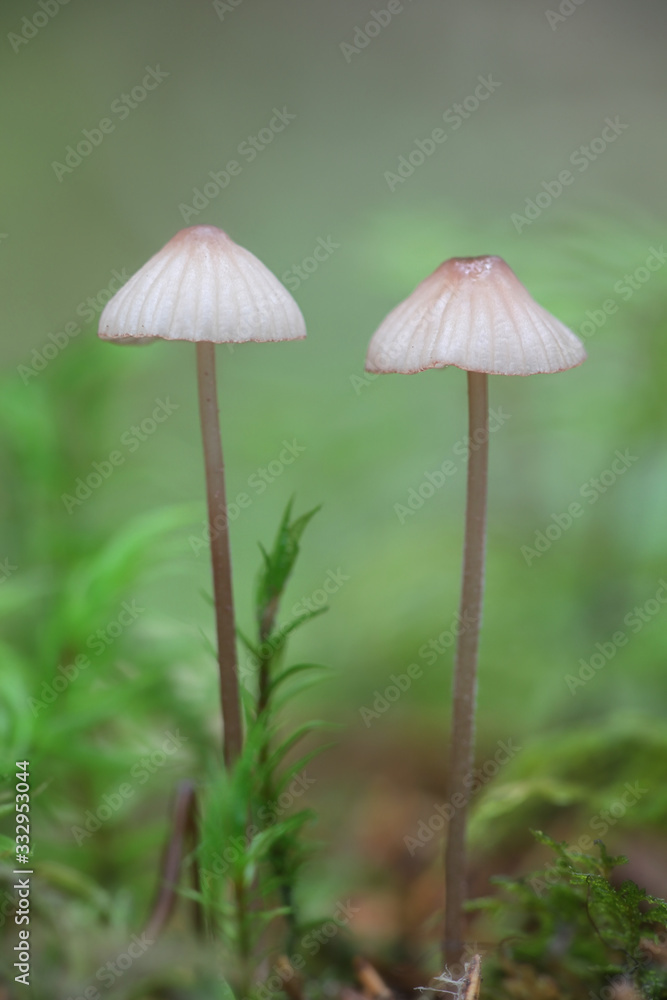 Mycena rubromarginata, known as the Red Edge Bonnet, wild mushroom from Finland Mycena rubromarginata, known as the Red Edge Bonnet, wild mushroom from Finland