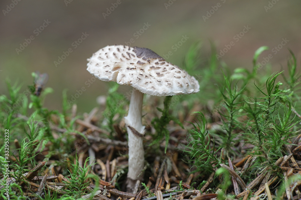 Lepiota felina, known as the cat dapperling, wild mushroom from Finland Lepiota felina, known as the cat dapperling, wild mushroom from Finland