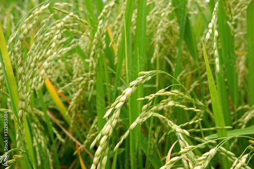 Raw grain rice field agriculture plant in the nature