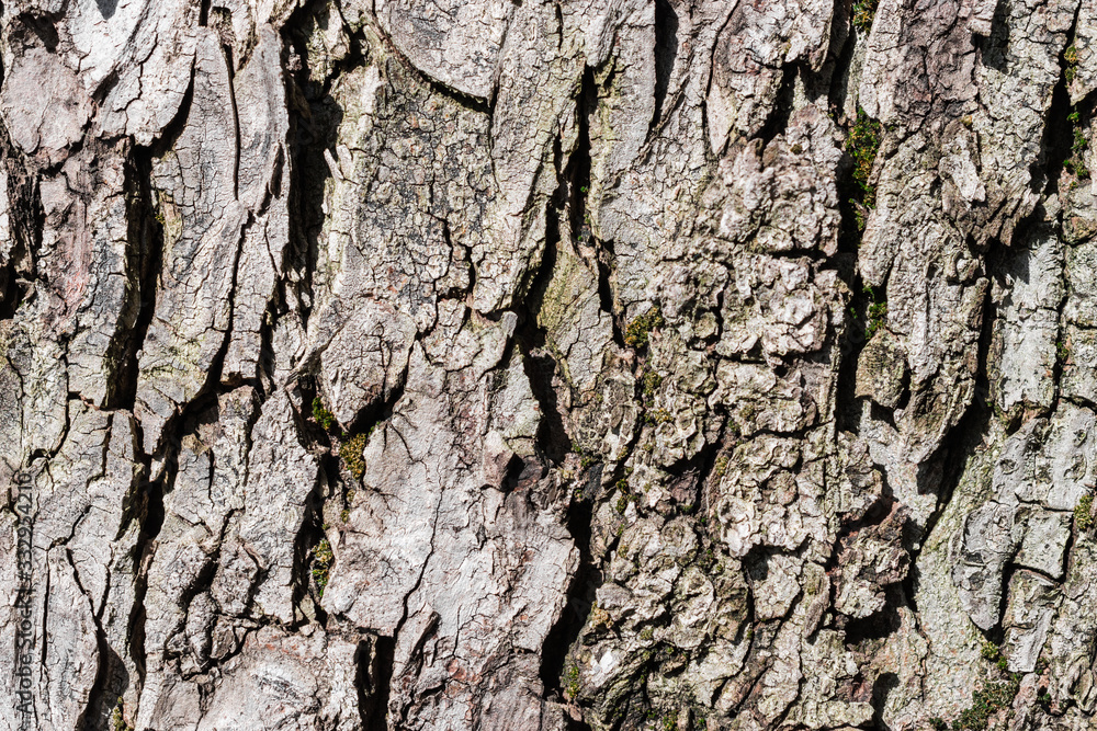 Macro photo of the crust of an old tree at the Buda Castle in Budapest. Macro photo of the crust of an old tree at the Buda Castle in Budapest.