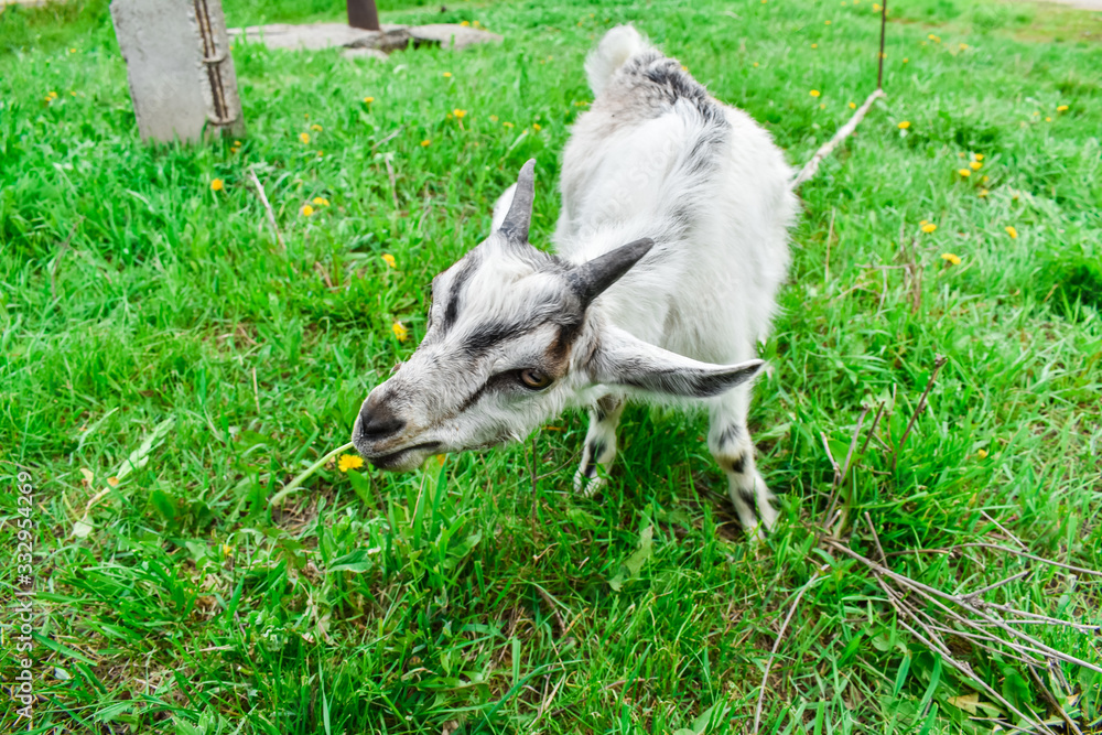 Obraz premium A young white goat grazes on green grass. Goat chews a dandelion.