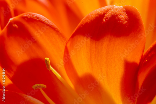 orange flower of an amaryllis plant with stamen