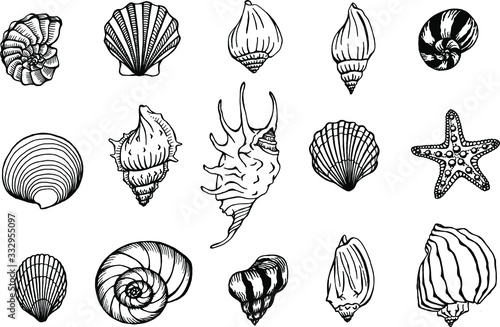 Seashells and starfishes vector set. Marine background. Hand drawn illustrations of engraved line. Perfect for greetings, invitations, manufacture wrapping paper, textile, web design.