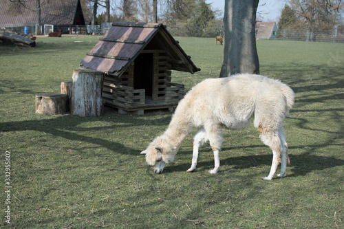 Lama auf der Wiese