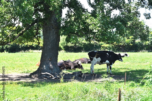 Cows under Shade Tree