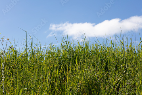 Hohes Gras vor blauem Himmel mit Wolken