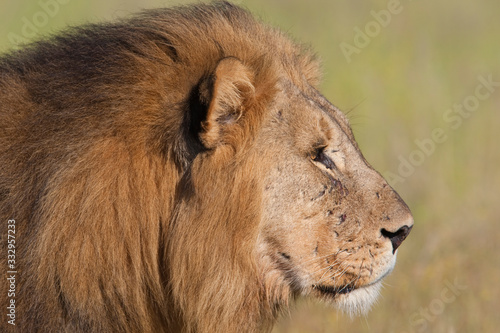 Lion_.9003